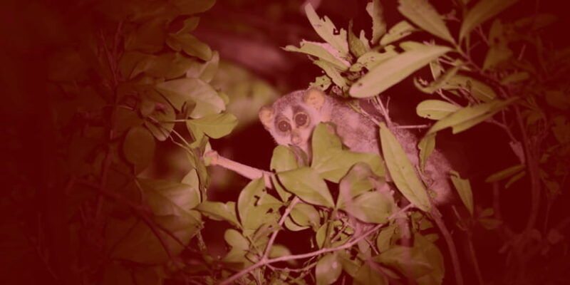 night-hike-to-see-elusive-rare-loris-in-sigiriya