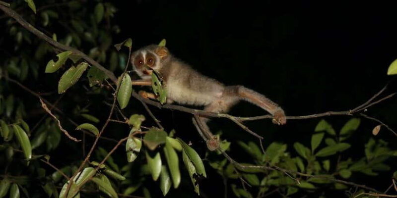 night-hike-to-see-elusive-rare-loris-in-sigiriya