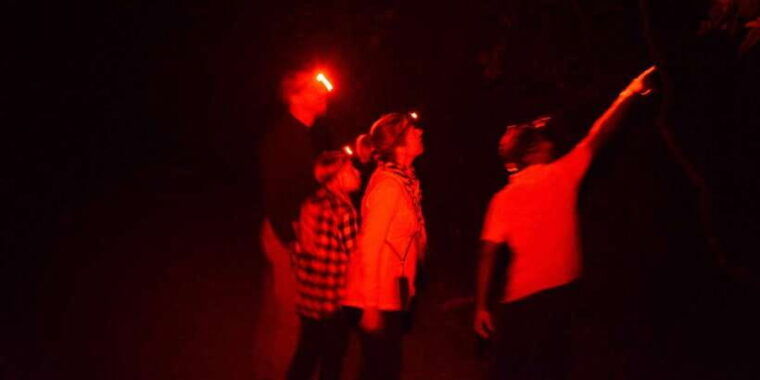 night-hike-to-see-elusive-rare-loris-in-sigiriya