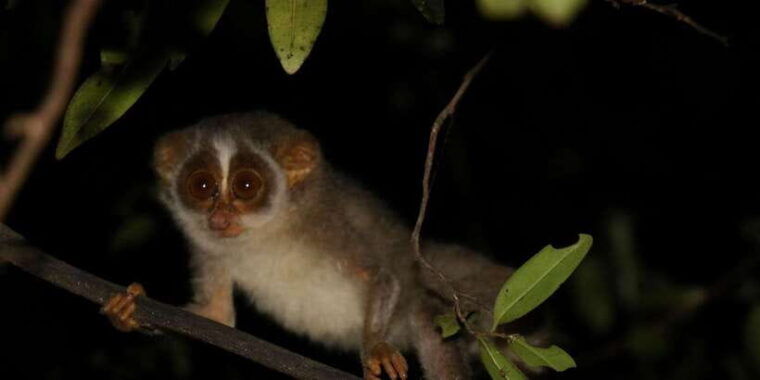 night-hike-to-see-elusive-rare-loris-in-sigiriya