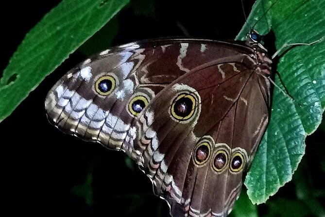 night-hike-wildlife-observation-in-santa-elena-monteverde