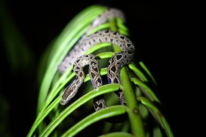 night-hiking-tour-at-the-gandoca-manzanillo-mixed-refuge