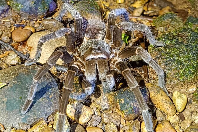 night-hiking-tour-at-the-gandoca-manzanillo-mixed-refuge