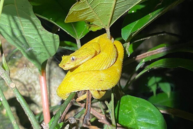 night-hiking-tour-at-the-gandoca-manzanillo-mixed-refuge