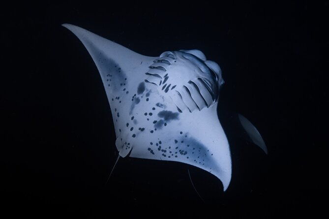 night-manta-ray-snorkel-with-videos