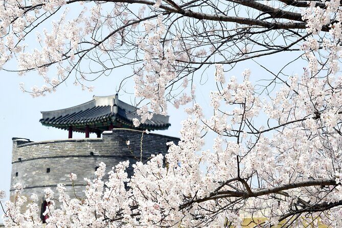 [Night Private Tour] Suwon Cherry Blossom & Hwaseong Fortress - Key Points