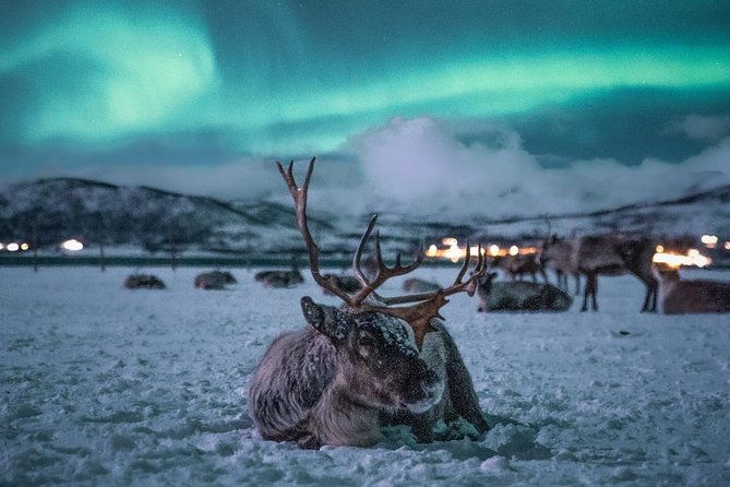night-reindeer-sledding-with-camp-dinner-and-chance-of-northern-lights