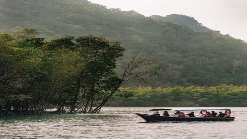 Night Safari Mangrove Tour with Guide & BBQ Buffet - The Experience: What to Expect on the Night Safari Mangrove Tour