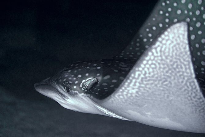 Night Snorkeling - Night Snorkeling in Moorea: An Underwater Adventure After Dark