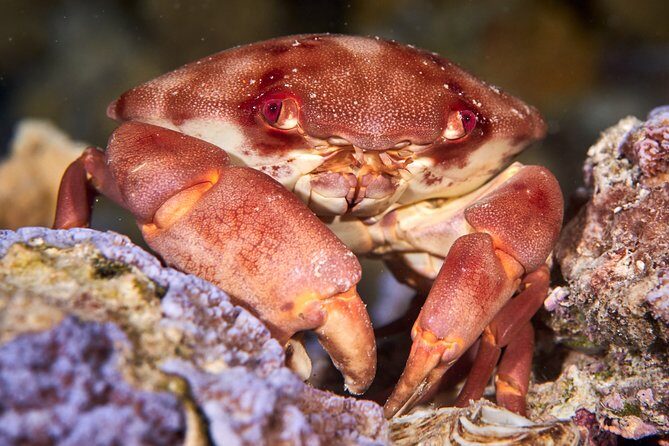 Night Snorkeling - Why Consider This Tour?