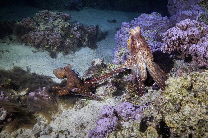 Night Snorkeling - Authentic Feedback from Participants