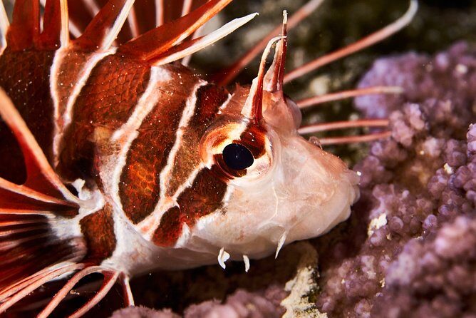 Night Snorkeling - Practical Details and Tips