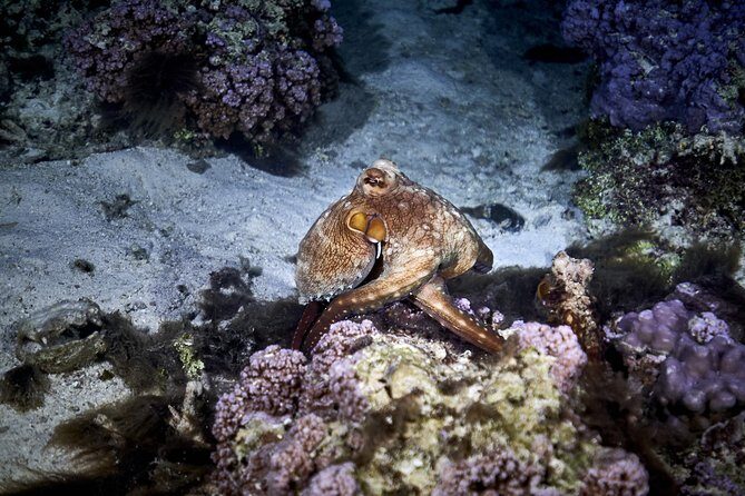 Night Snorkeling - Who Should Consider This Tour?