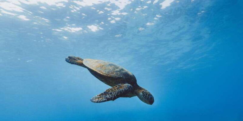 night-snorkeling-in-mirissa