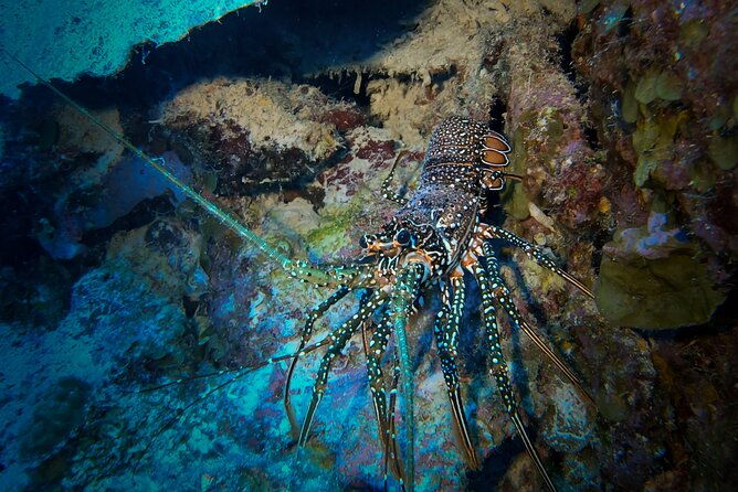 night-snorkeling-with-tarpons