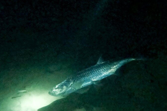 night-snorkeling-with-tarpons