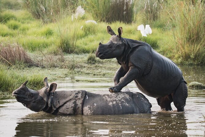 Night Stay in Chitwan National Park, 2 Nights 3 Days Package - Who Would Love This Tour?