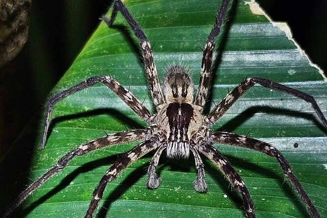 night-tour-experience-in-tortuguero