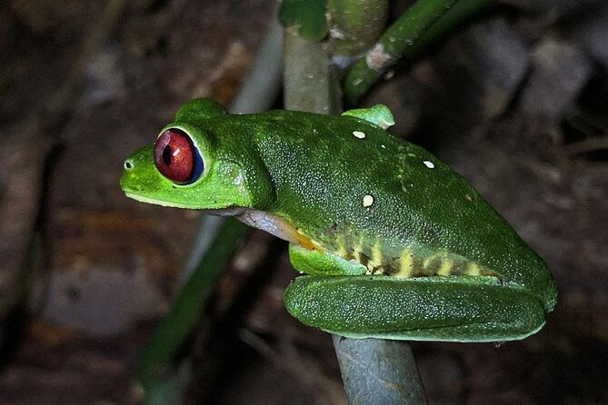 night-tour-guided-experience-uvita