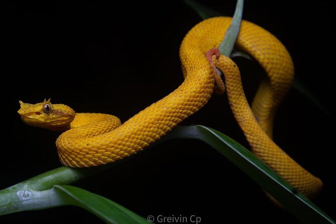 night-tour-guided-experience-uvita