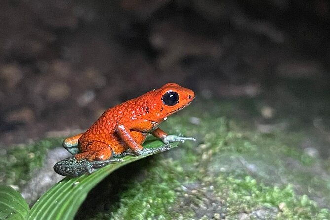 night-tour-guided-experience-uvita