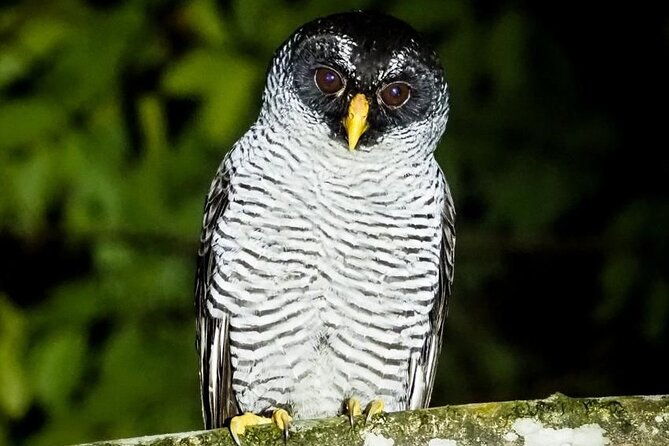 night-tour-guided-experience-uvita