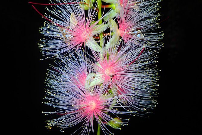 Night Tour in Iriomote: Watch the One-Night Flower Sagari-bana - An In-Depth Look at the Night Tour in Iriomote