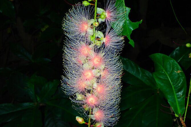 Night Tour in Iriomote: Watch the One-Night Flower Sagari-bana - Final Thoughts  