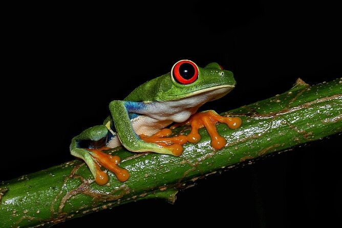 night-tour-la-fortuna