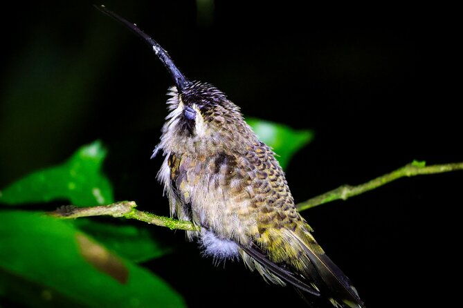 night-tour-la-fortuna