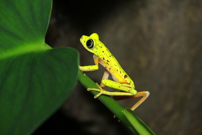 night-walk-experience-at-natura-eco-park-frogs-snakes-mammals-insects-birds