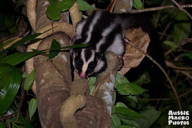 Night Walk in Cairns Botanic Gardens - Let's Go Buggin - What Makes This Tour Stand Out?