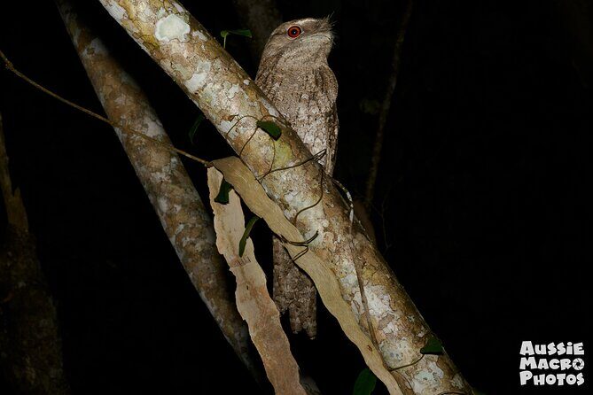 Night Walk in Cairns Botanic Gardens - Let's Go Buggin - Practical Details: What You Need to Know