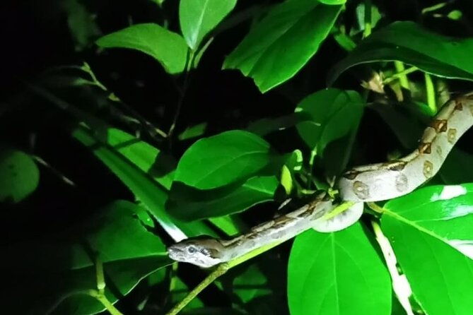 night-walk-inside-the-trails-in-tortuguero