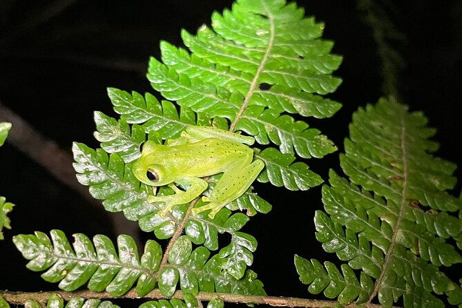 night-walk-tour-in-monteverde