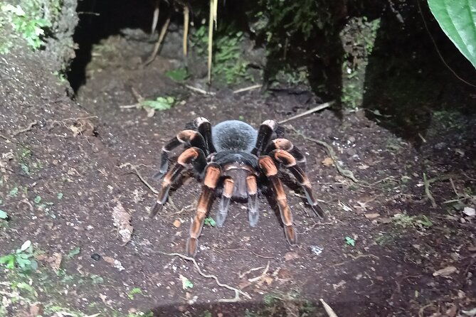 night-walk-tour-in-monteverde