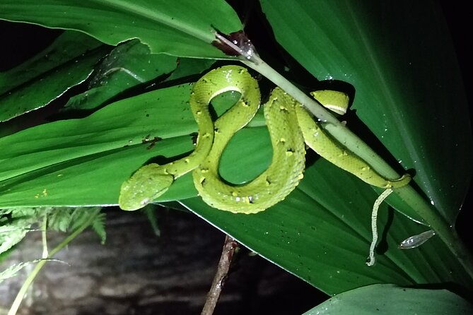 night-walk-tour-in-monteverde