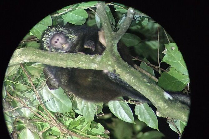 night-walk-tour-in-monteverde