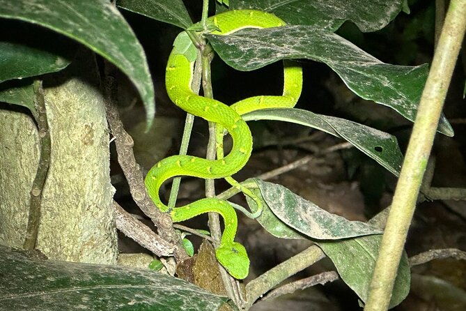 night-walk-tour-in-monteverde