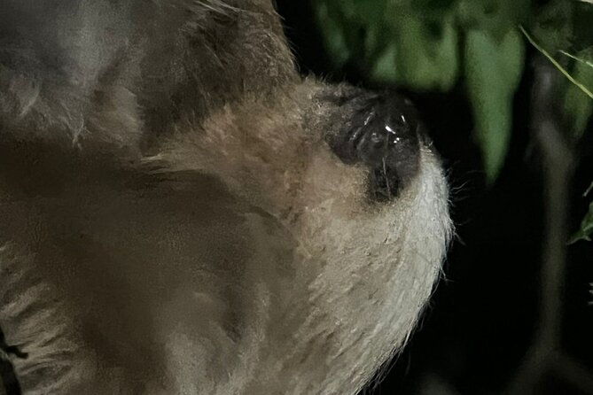 night-walking-tour-in-monteverde-wildlife-refuge