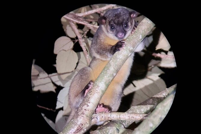 night-walking-tour-in-monteverde-wildlife-refuge