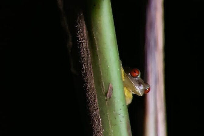 night-walking-tour-in-monteverde-wildlife-refuge