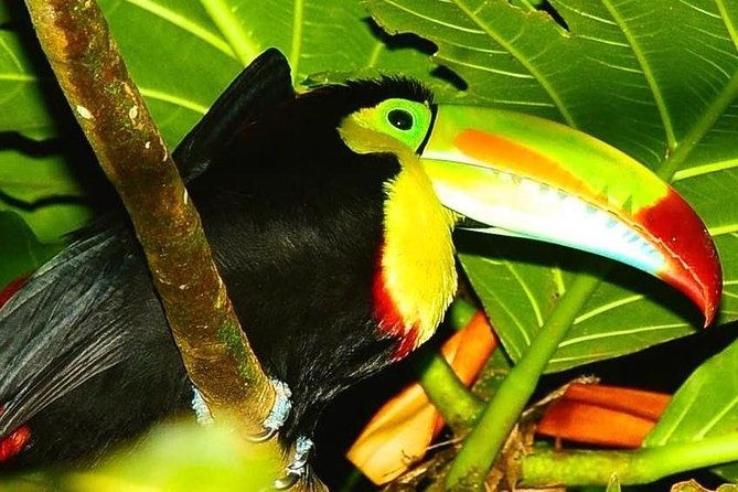 night-wildlife-spoting-jungle-walk