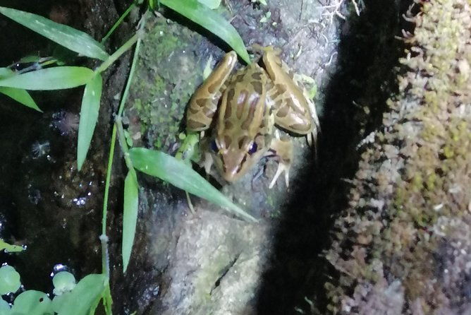 nightwalk-monteverde-by-pablos-natural-tour