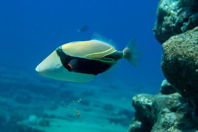 Ni'ihau and Na Pali Coast Snorkel Boat Tour - FAQs