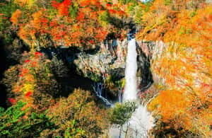 Nikko Day Tour from Tokyo with English Speaking Driver - FAQ