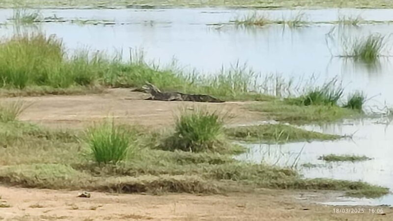 Nilaveli: Crocodile Lake with Lagoon Boat Safari - Key Points