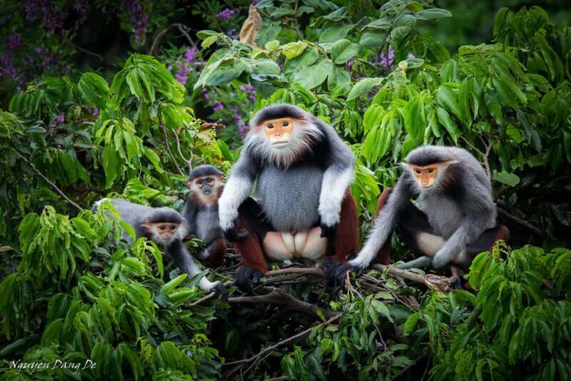 Ninh Binh: Cuc Phuong Jungle Trek, Wildlife & Ancient Caves - Key Points