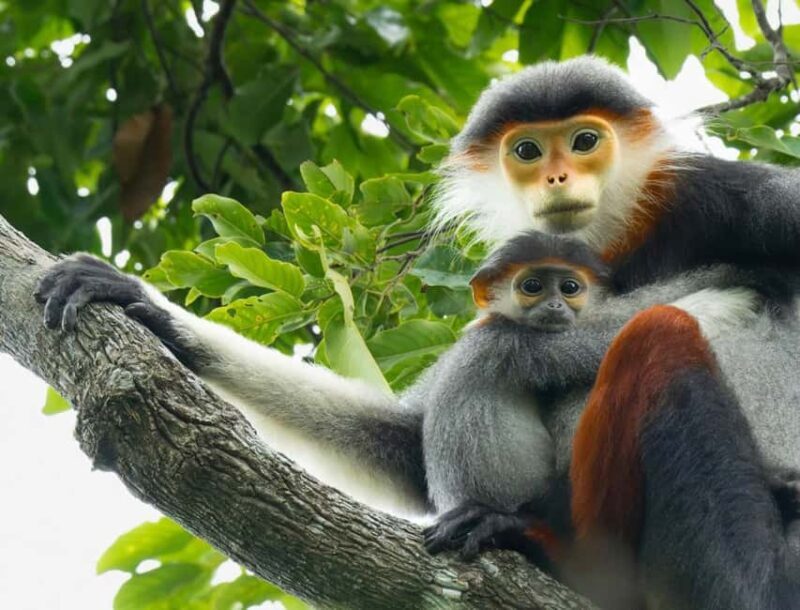 Ninh Binh: Cuc Phuong Jungle Trek, Wildlife & Ancient Caves - Authentic Insights from Reviews