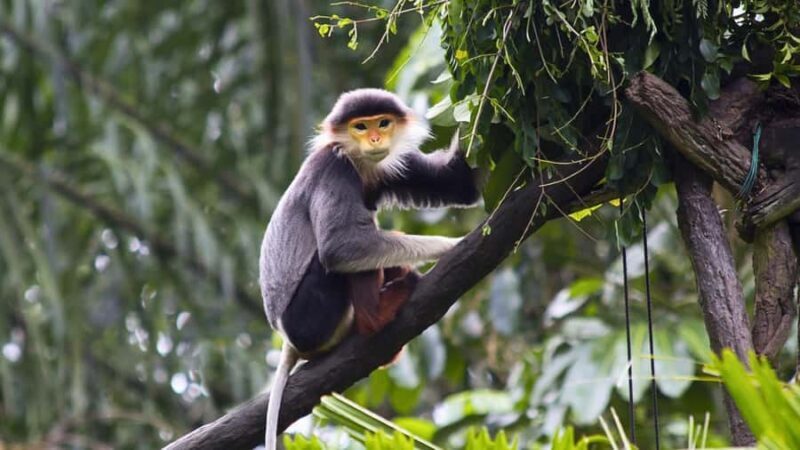 Ninh Binh: Cuc Phuong National Park, Jungle Hike & Wildlife - An In-Depth Look at the Cuc Phuong National Park Tour